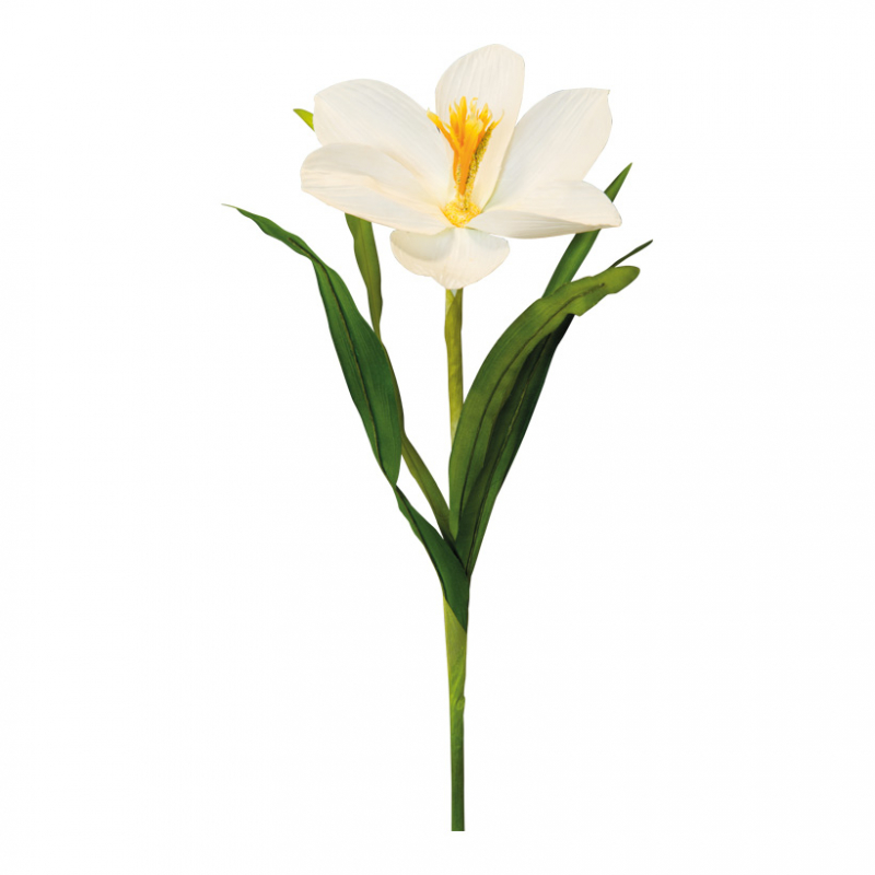 Crocus 70cm white