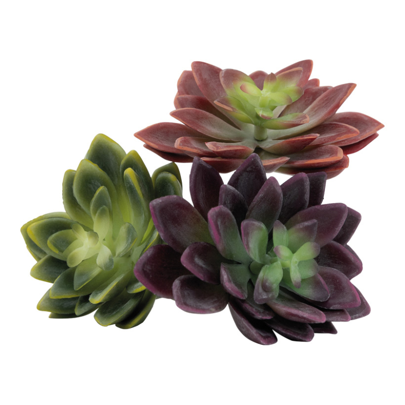 Succulent 3 pcs 12x10cm