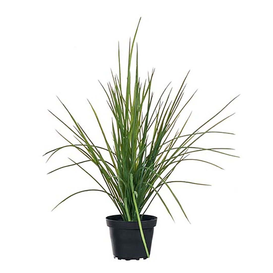Grass in pot 40cm