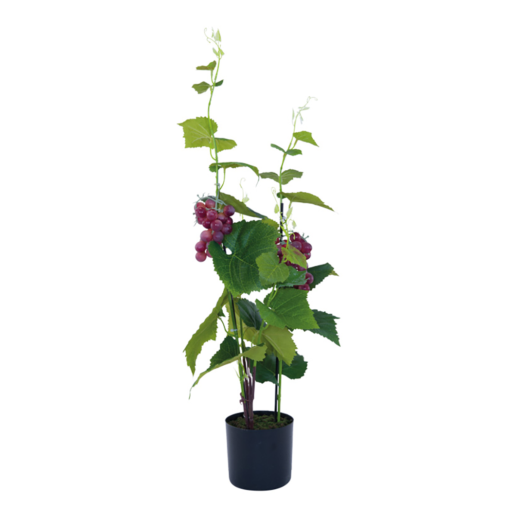 Druvplanta i kruka med röda druvor 81 cm