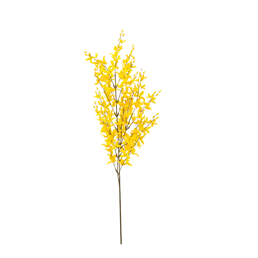 Forsythia 80cm gul