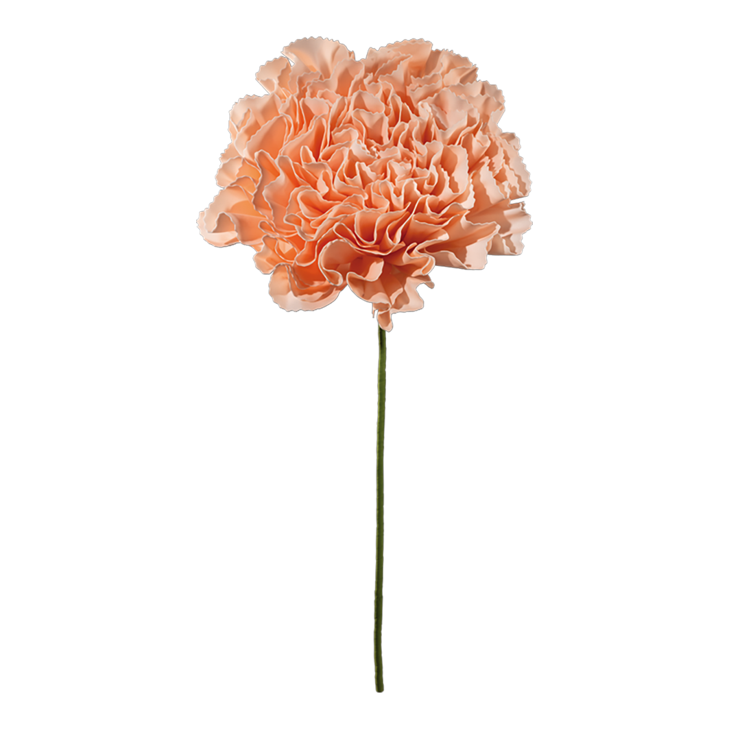 Nejlika 80x60cm Persika