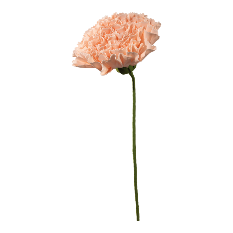 Nejlika 60x40cm Persika