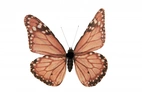 Fjäril 15x20cm