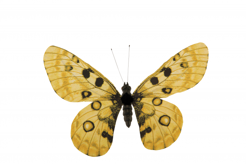 Butterfly 15x20cm Yellow