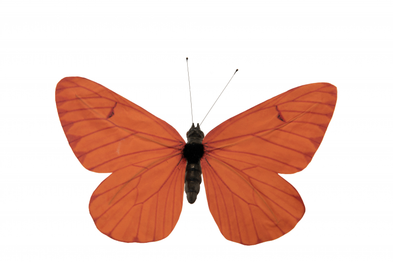 Fjäril 15x20cm Orange
