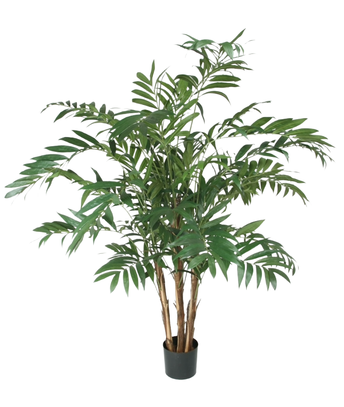 Bergpalm 150cm
