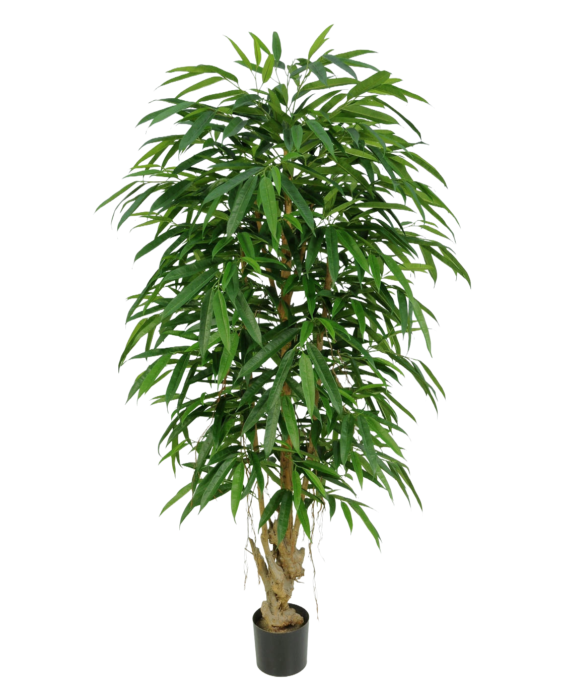 Longifolia 170cm