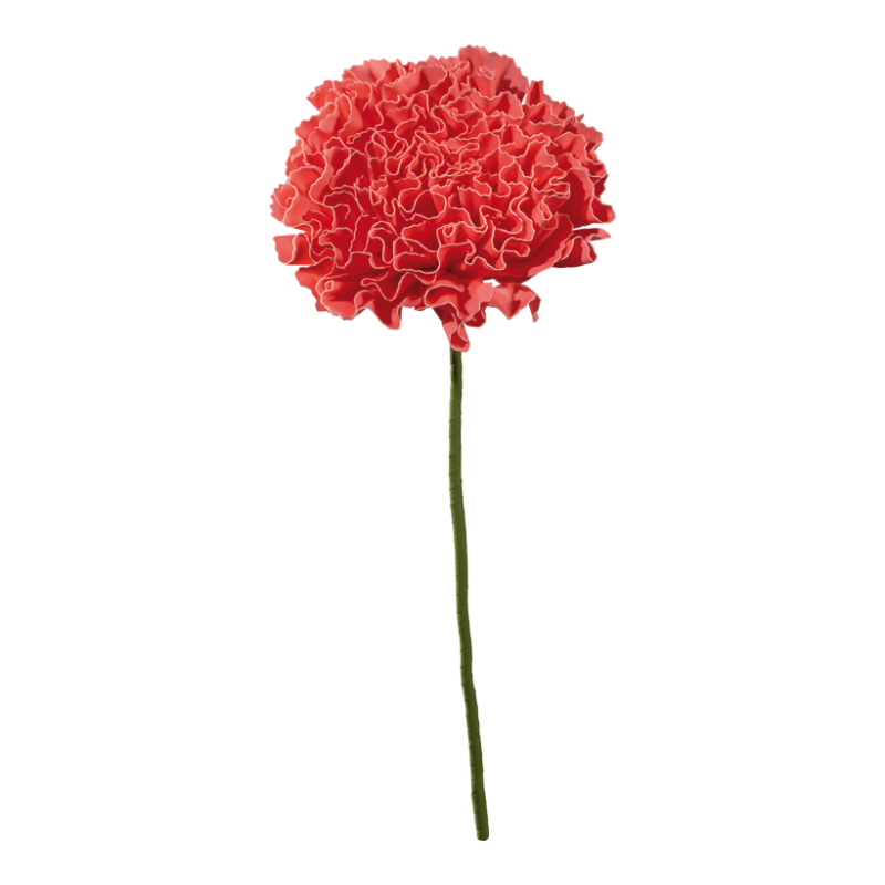 Nejlika 60x40cm Rosa