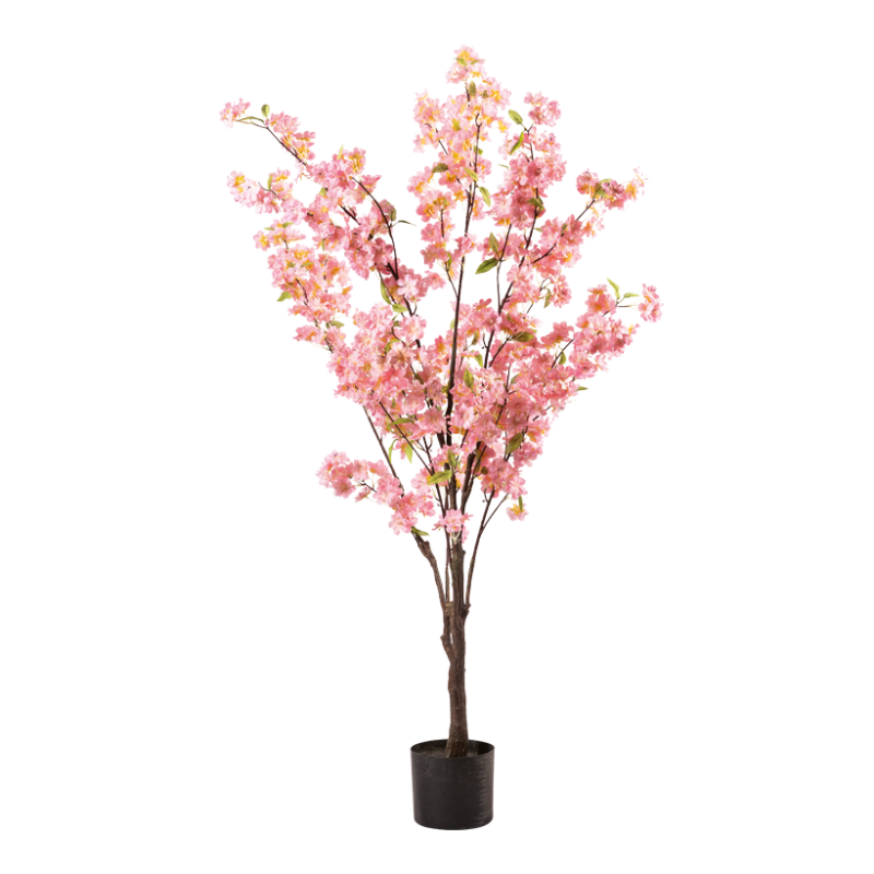 Körsbärsträd i kruka 140 cm rosa