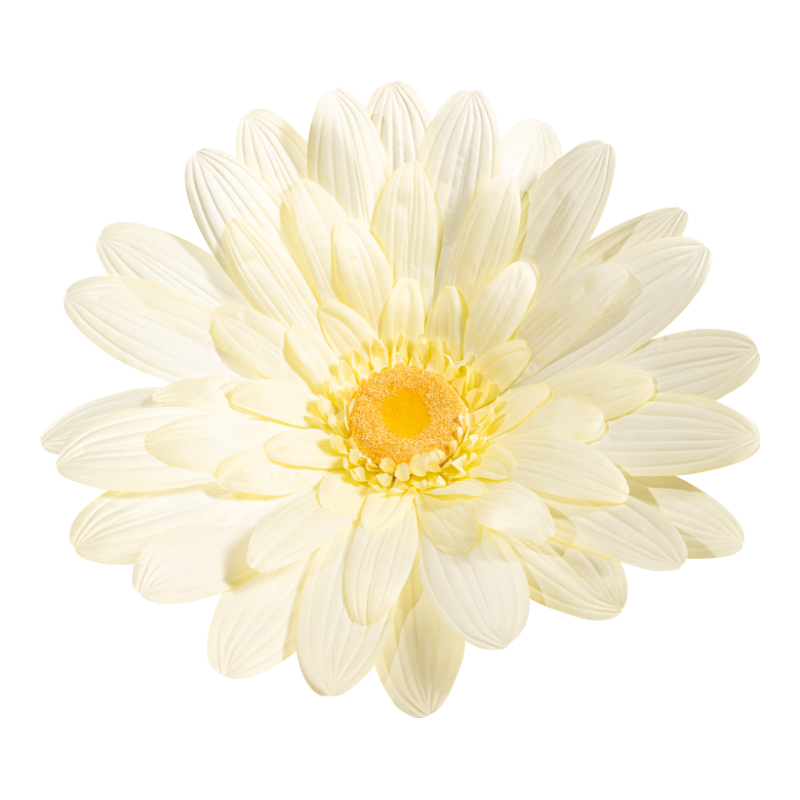 Prästkrage 70cm Ljusgul