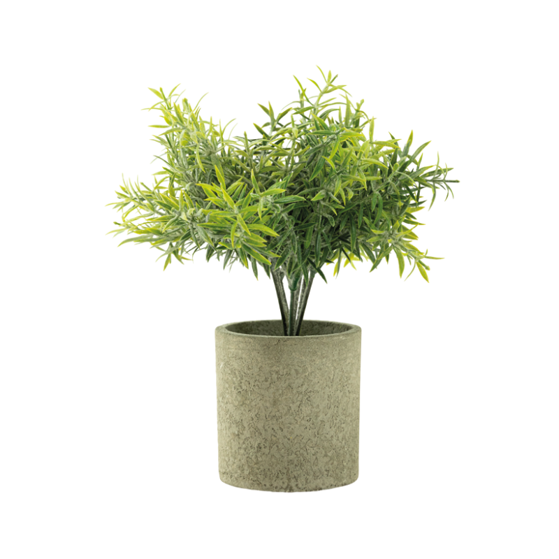 Kryddväxt i kruka 20x7,5cm