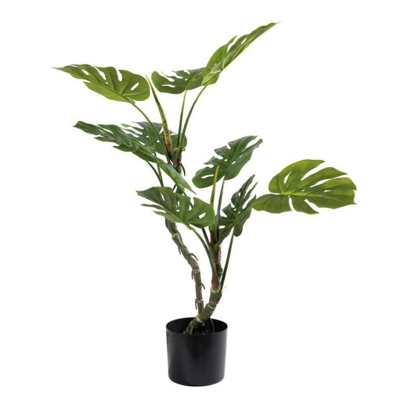 Monstera i kruka 100cm