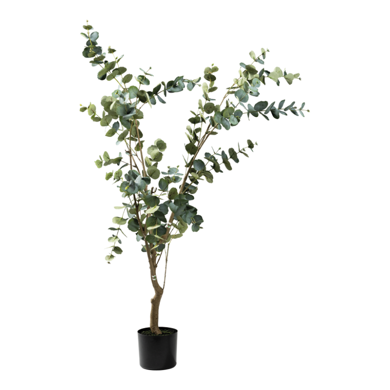 Eukalyptusträd 160cm