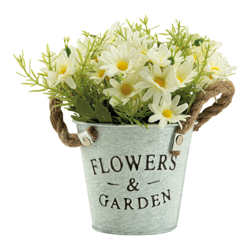 Prästkrage i kruka 20cm Vit