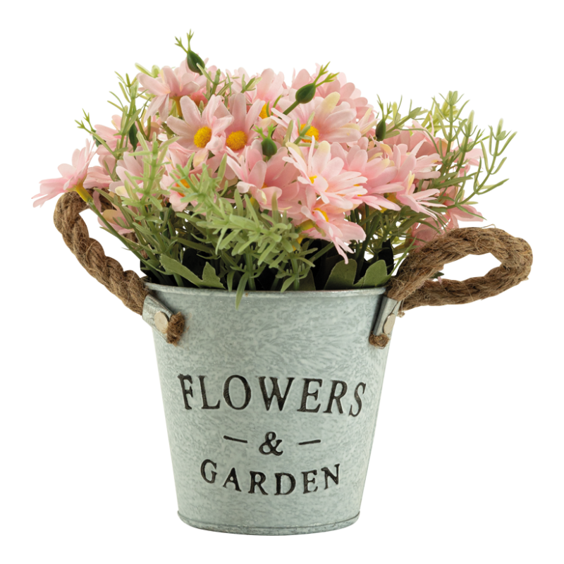 Prästkrage i kruka 20cm Rosa