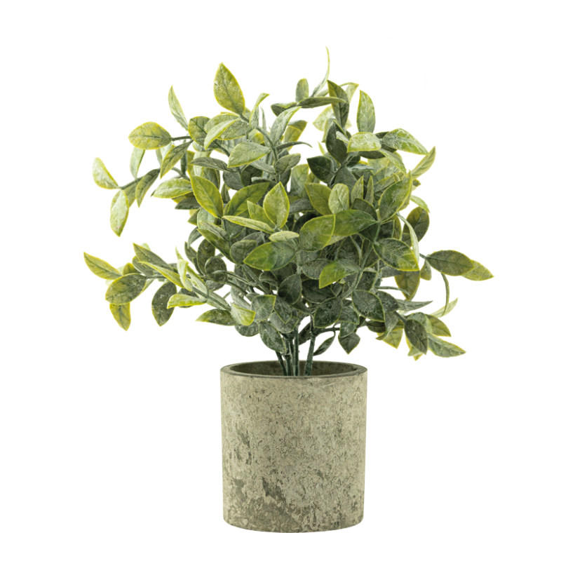 Kryddväxt i kruka 22x7,5cm