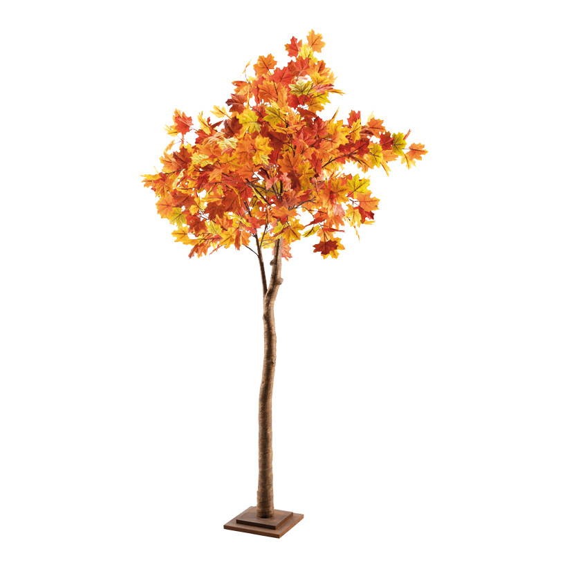 Lönnträd 200cm