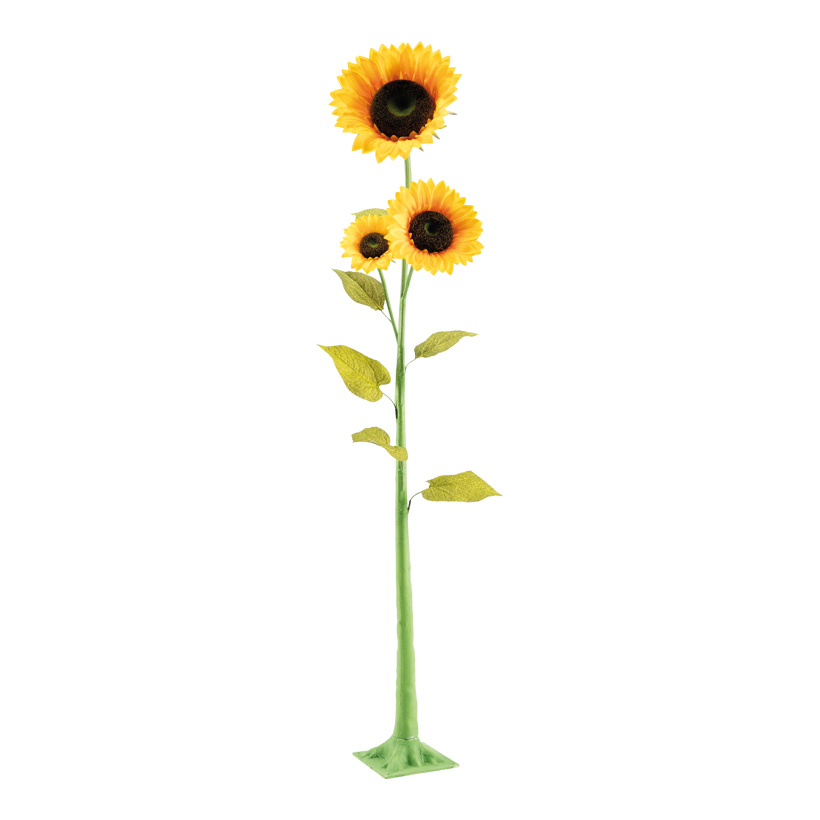 Solros med tre blommor, 180cm