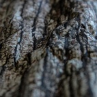 Form'it Light Oak