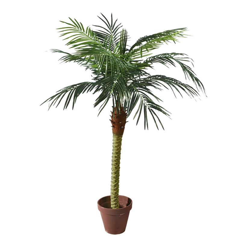 PHOENIX PALM IN POT