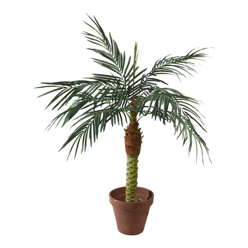 Kanariepalm 120cm