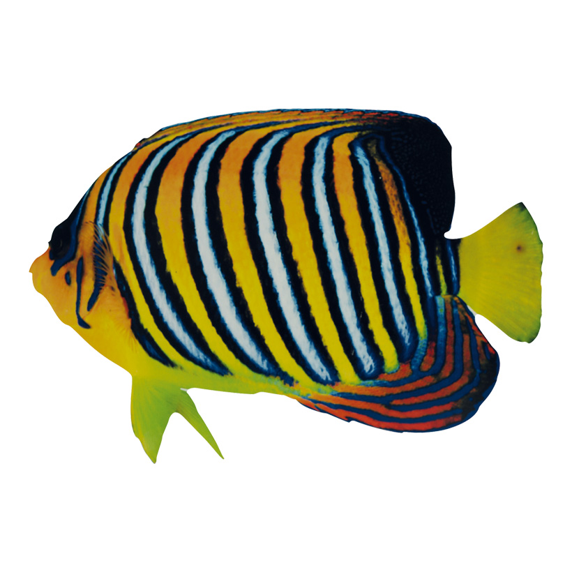 TROPICAL FISH YELLOW/BLACK