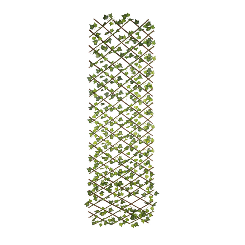 Murgröna, staket 160x60cm