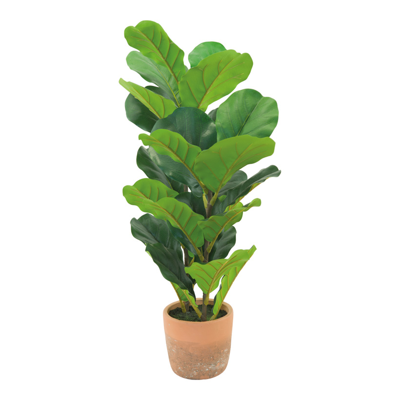 FIDDLE FIG TREE H: 70CM