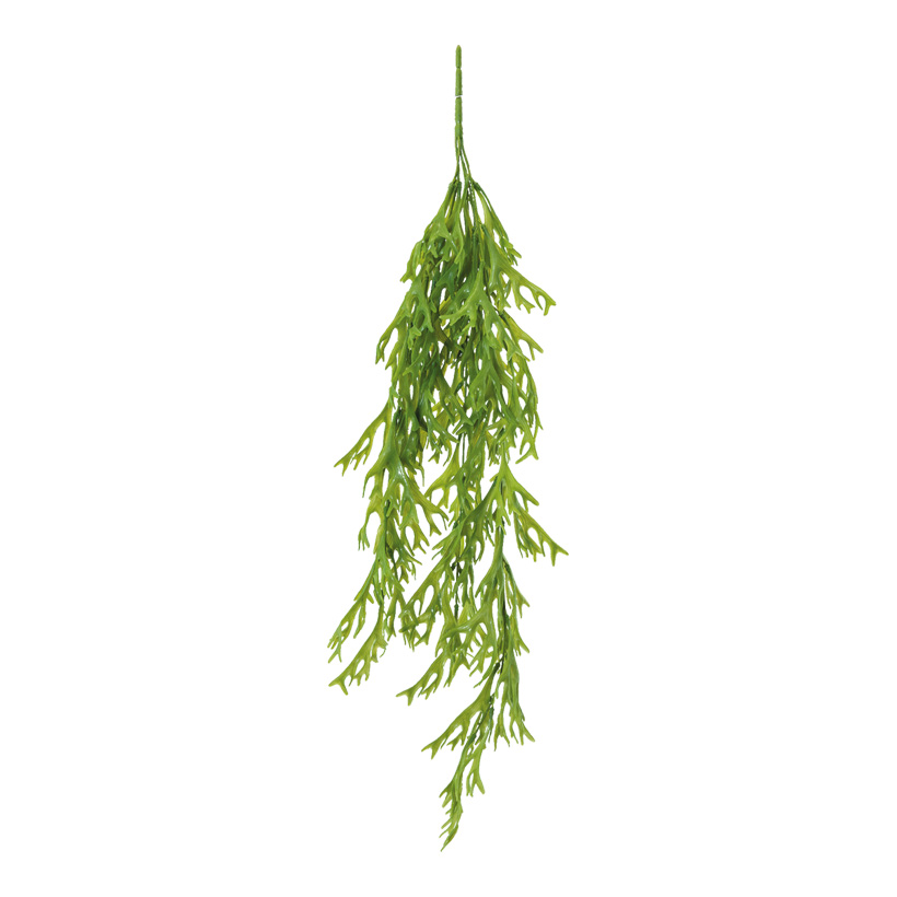 Sjögräs, hängande 77cm