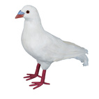 PIGEON WHITE