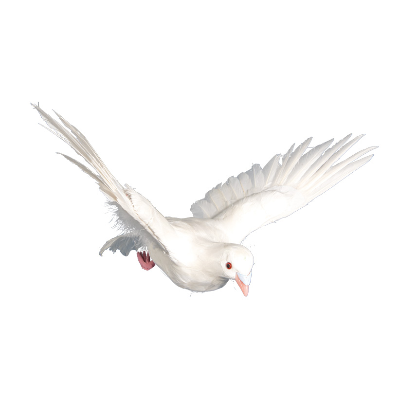 Duva, flygande