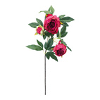 PEONY 75CM