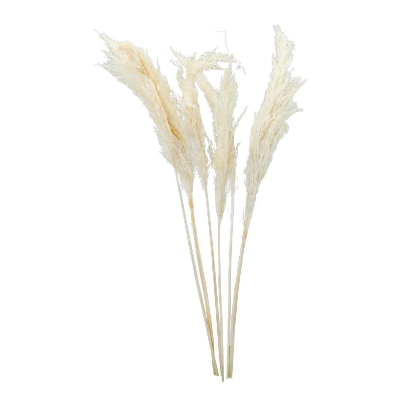 Bunch Of Pampas Grass 65-75 cm