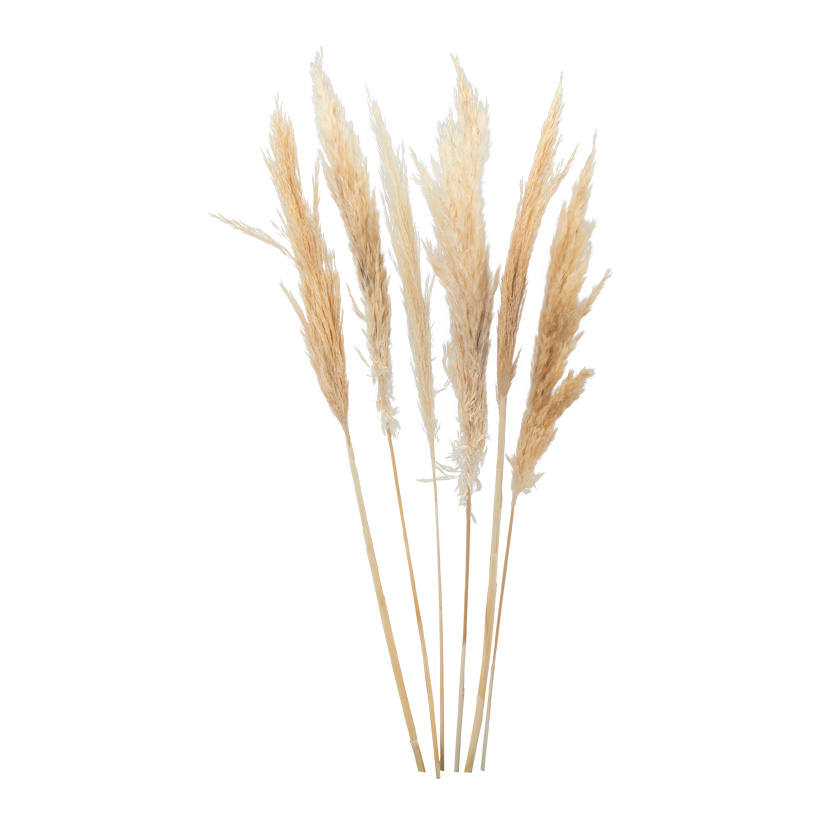 Pampasgräs 65-75 cm