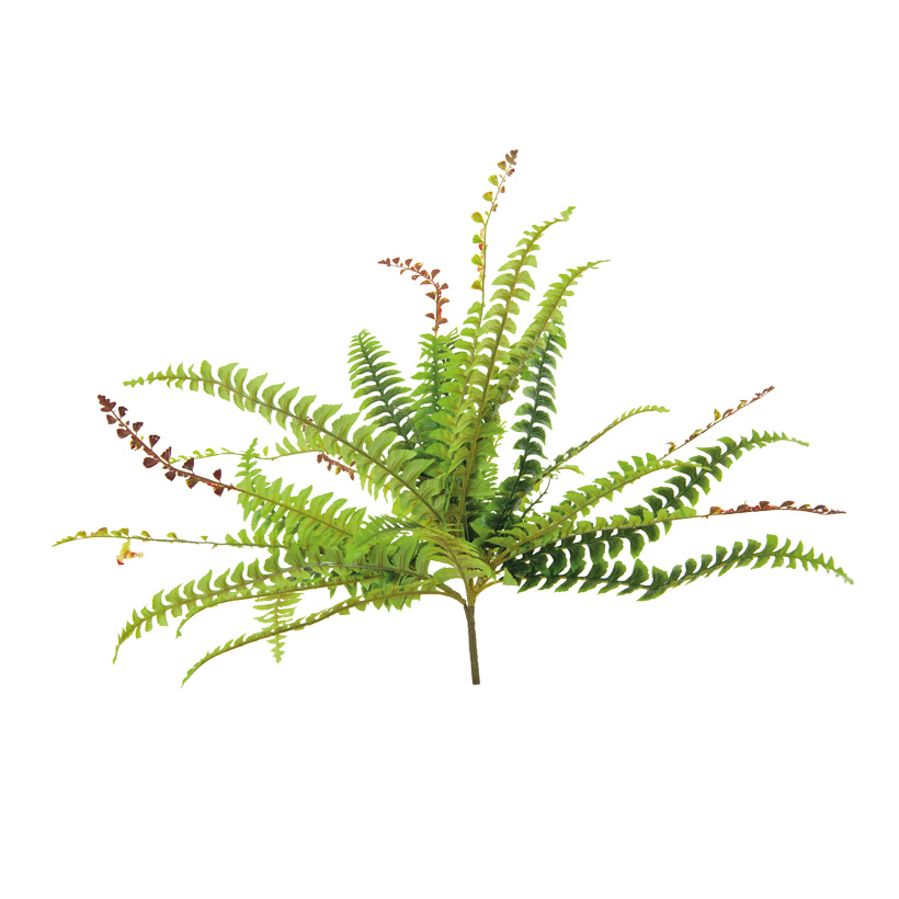 Fernleaf Bush
