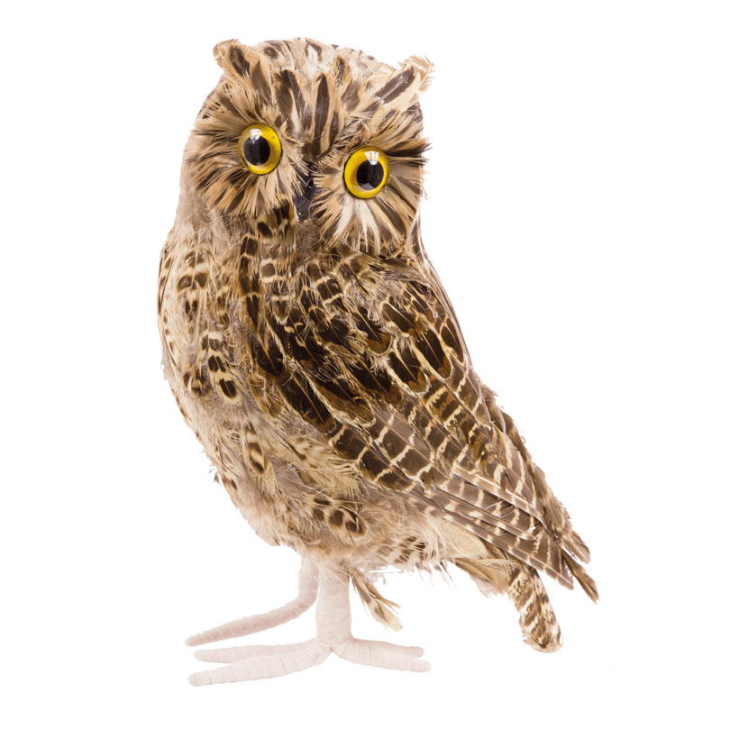 Owl With Feathers, Polyfo